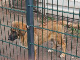 Kaukasischer owtscharka schäferhund mix