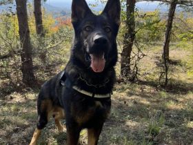 18 Monate alter Rüde, DDR-Blutlinie