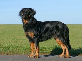 aus der Basaltschmiede