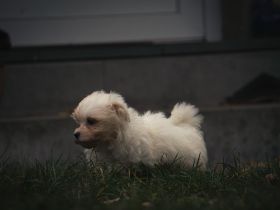 Malteserwelpen, beide Eltern vor Ort