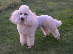 von den Nordsee Löckchen