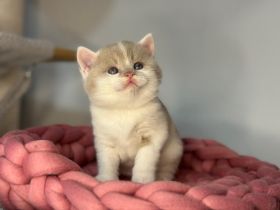 BKH Kater Fawn-Weiß mit Stammbaum