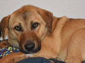 Lilly sucht ein für immer Zuhause