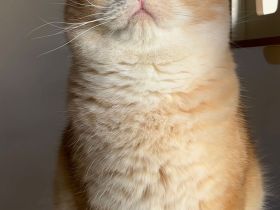 İngiliz Shorthair, siyah, yaşlı, kadın