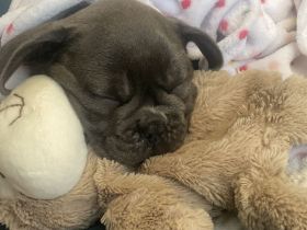 Reinrassige Französische Bulldogge