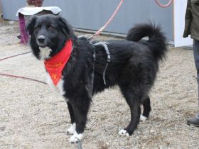 Traumhündin CINDY sucht ein Zuhause - Adopt don't shop!