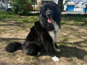 Traumhündin CINDY sucht ein Zuhause - Adopt don't shop!