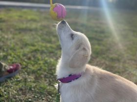 Kleine Hündin Meili sucht ihre Menschen