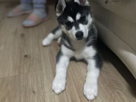 Reinrassige Husky-Welpen zu verkaufen