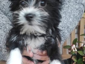 Malteser Yorkshire Welpen - Morkie