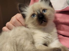 Siam  Kitten