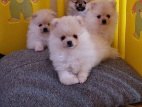 Kleine Bärchen suchen ein zu Hause ❣️