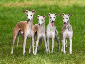 Wir erwarten unseren 2. Wurf Ende Januar 2025