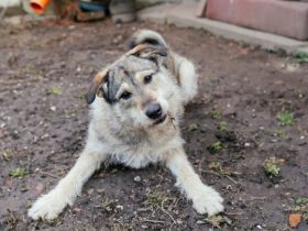 Treuer Wirbelwind BIJOU (w) sucht Familienanschluss