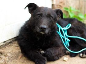 Isi sucht einen warmen Altersruhesitz