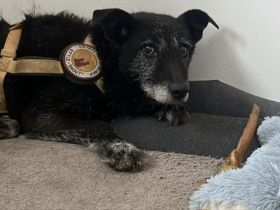 Isi sucht einen warmen Altersruhesitz