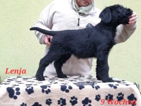 Riesenschnauzerwelpen mit VDH/ PSK Papieren