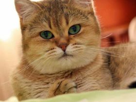 Britisch Kurzhaar BKH Deckkater black Golden shaded NY11 optional auch mit Stammbaum