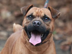 Fritzi - sucht aktive Menschen