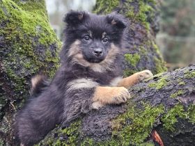 Die letzten beiden zuckersüßen Pomsky-Rüden suchen ihre Familie