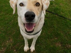 Piratis - treuer Gefährter sucht Geborgenheit