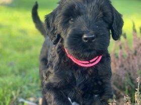 Riesenschnauzer-Welpen können ab dem 18. Dezember 2024 abgeholt werden :)