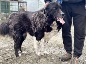 Don: Haus mit Garten und tollen Menschen gesucht