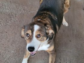 Hallo, ich heiße Duke und möchte adoptiert werden.