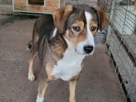 Hallo, ich heiße Duke und möchte adoptiert werden.