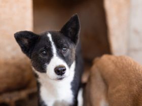 Guckguck, ich bin Maliko und suche ein Zuhause