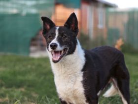 Guckguck, ich bin Maliko und suche ein Zuhause