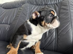 Englische Bulldogge