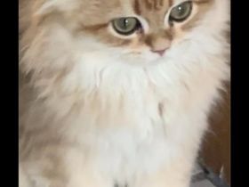 11&10 Monate alte Neva Masquarade&Britisch Langhaar beide Reinrasig mit sehr viellen zuberhör