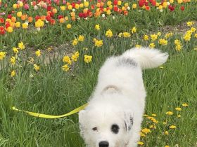 Bezaubernder weißer Hütehund und Familienfreund sucht Landhaus