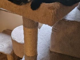 Bombay Britisch Kurzhaar Mix