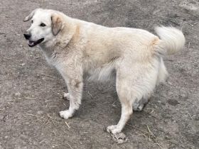 Freigeist Cally sucht ein geduldige Menschen