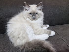 Ragdoll Kater