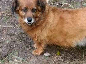 Ricki sucht ein Zuhause!