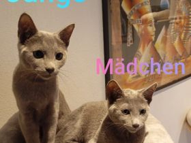 Russischblau mit Stammbaum