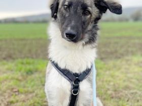 NOTFALL - Lasse, Mischling, geb. 2/2024, aufgeschlossener Junghund, der noch Vieles lernen will