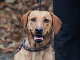 Leonie - sucht eine aktive Familie