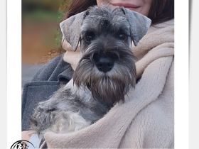 Zwergschnauzer