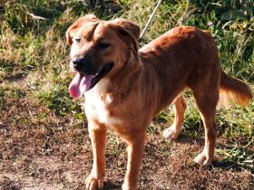 Toto sitzt der Schalk im Nacken