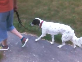 Hundetraining Rudelmensch