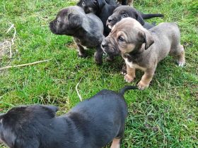 Süße Mischling Welpen Abzugeben