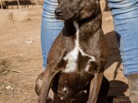 Aliz, anfangs etwas schüchtern