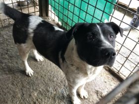 Imposanter Hudson sucht warmes XXL Körbchen