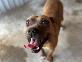 Bezaubernde Seniorin JELENA sucht ihr Altersruheplätzchen!