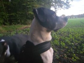 Wir suchen ein neues zuhause