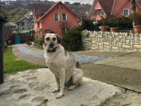 gemütliche Maeve sucht ihr Sofa-Plätzchen